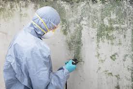 Best Attic Mold Removal in USA